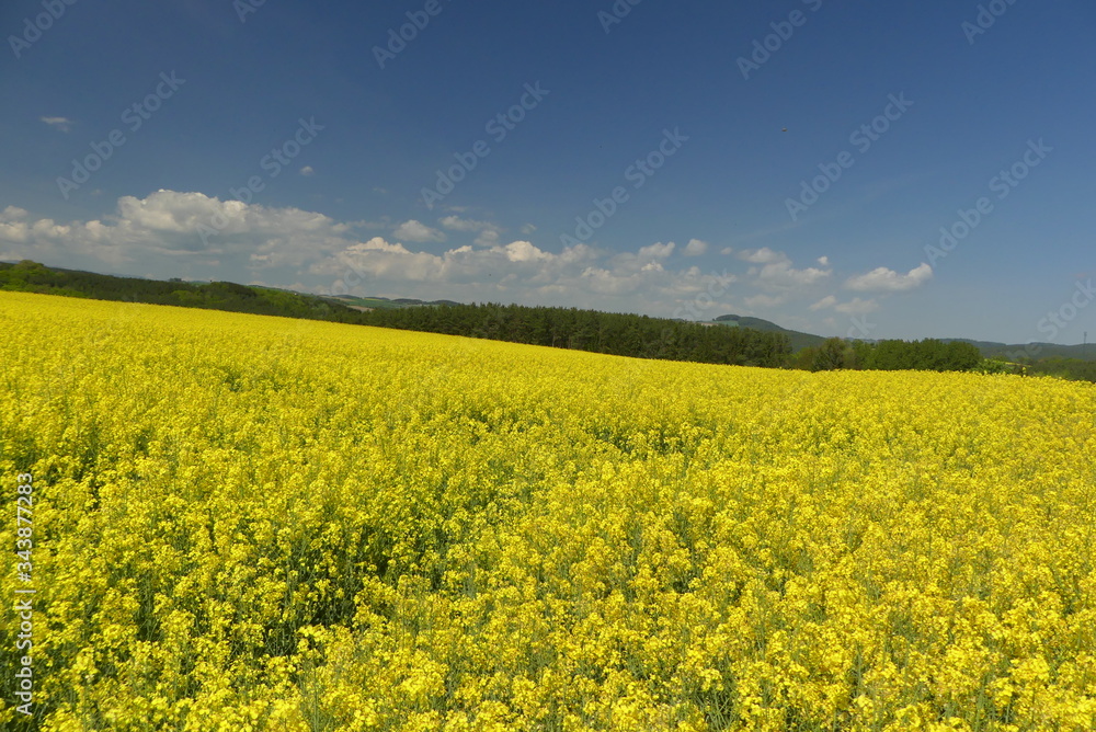 Rapsfeld Burgenland