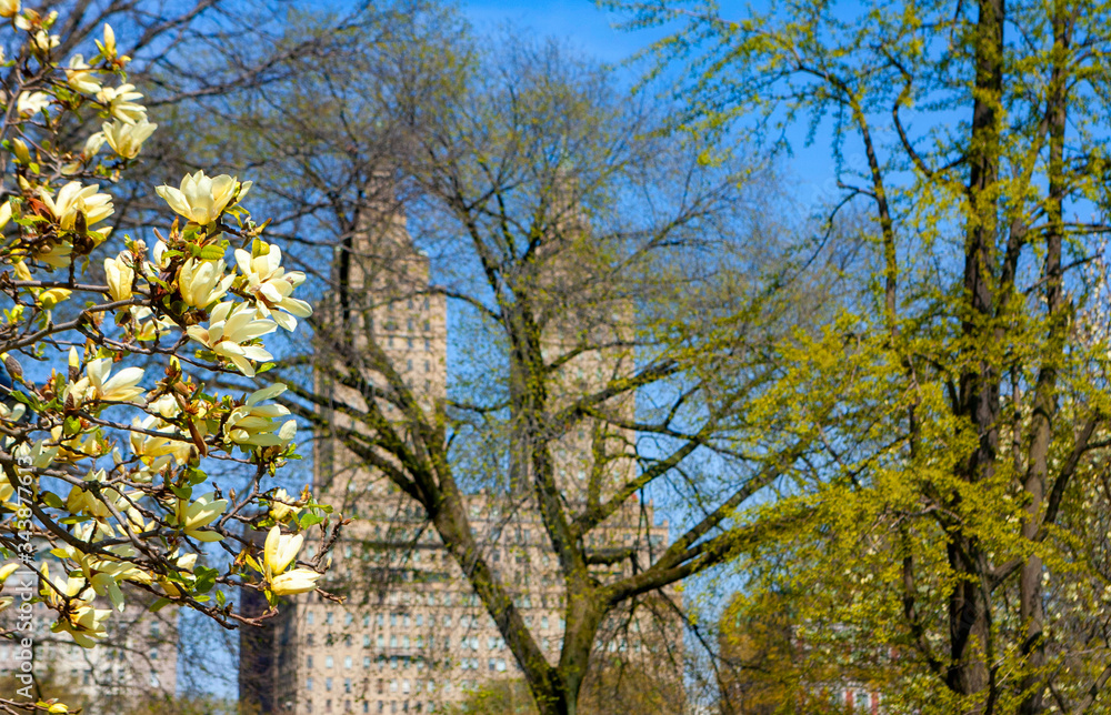 Central Park at spring