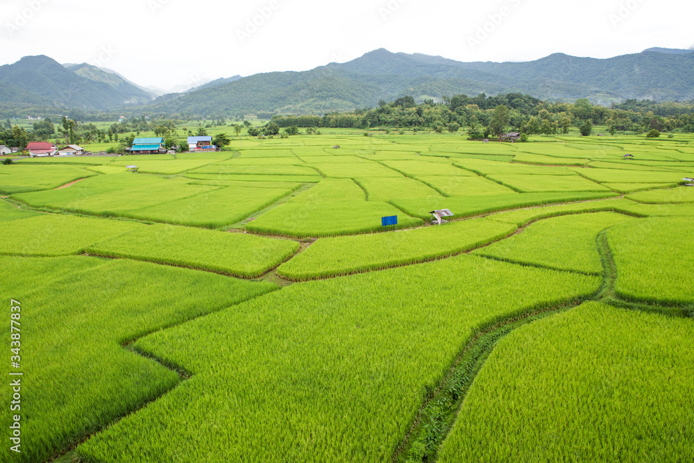 Rice field at Nan Province, Thailand
