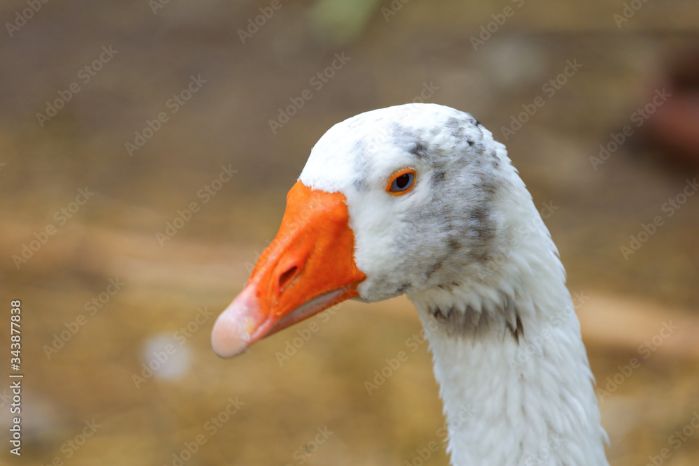 Close up head White goose in nature farm garden at thailand