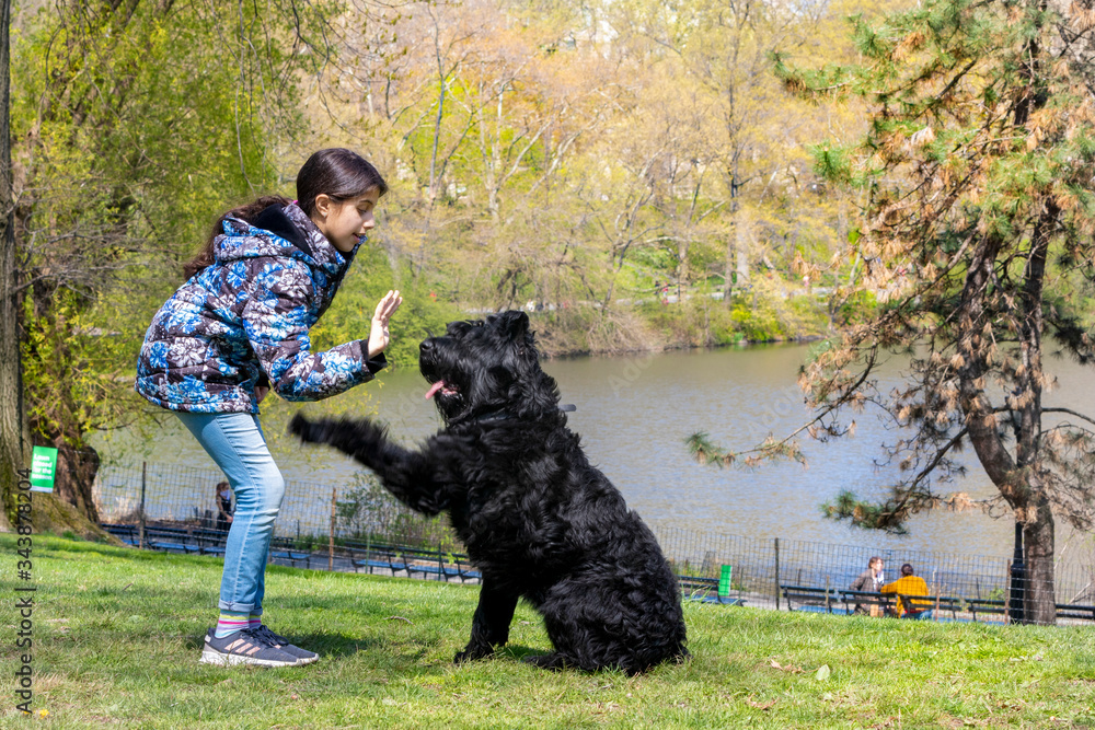 Lovely young girl training a Giant Schnauzer in Central Park