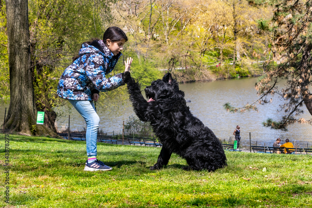 Lovely young girl training a Giant Schnauzer in Central Park