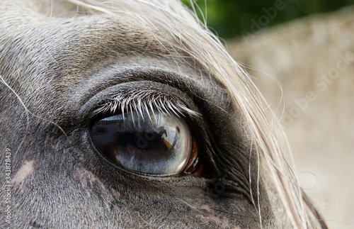 Blue eye of a white Spanish horse close up