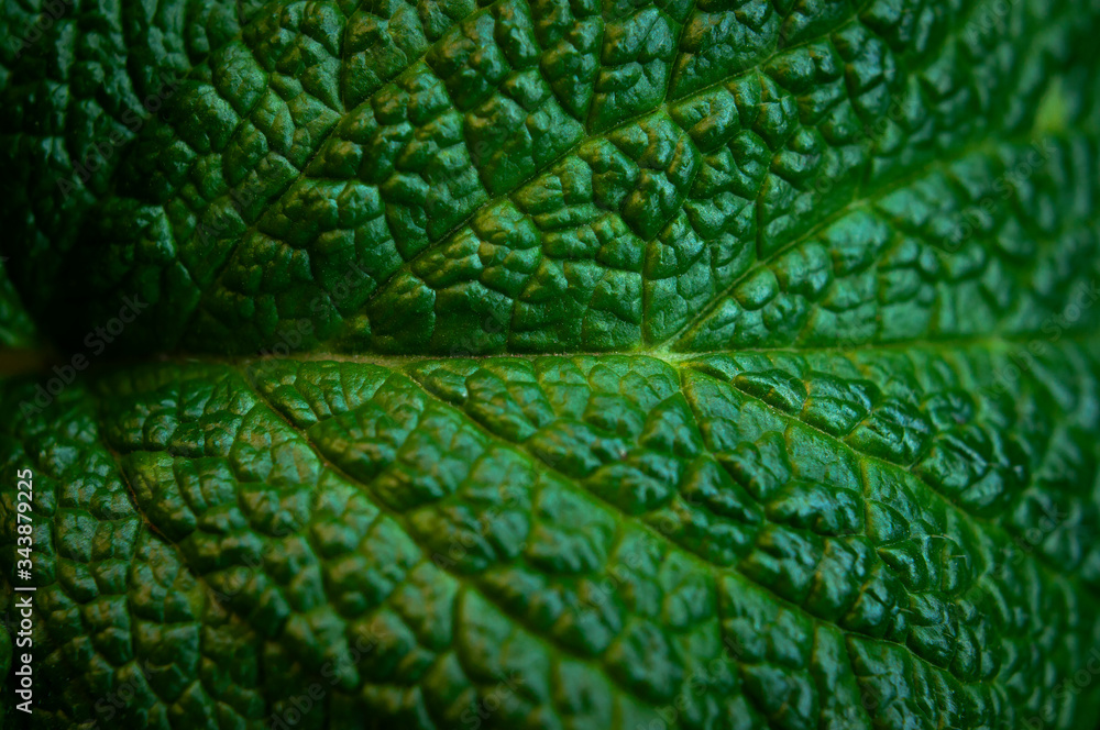 Green fresh leaves of mint, lemon balm close-up macro shot. Mint leaf texture. Ecology natural layout. Mint leaves pattern, spearmint herbs, peppermint leaves, nature background - obrazy, fototapety, plakaty 
