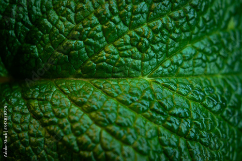 Green fresh leaves of mint, lemon balm close-up macro shot. Mint leaf texture. Ecology natural layout. Mint leaves pattern, spearmint herbs, peppermint leaves, nature background