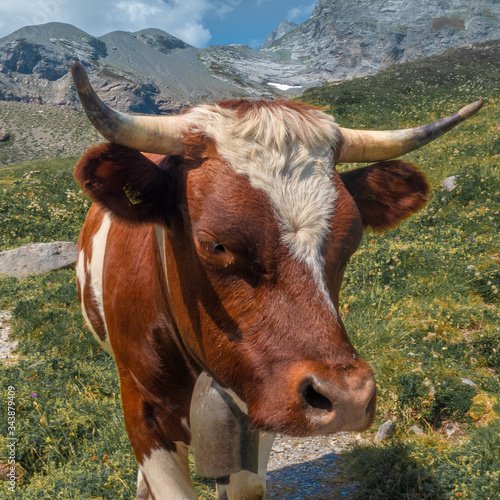 cow in the mountains