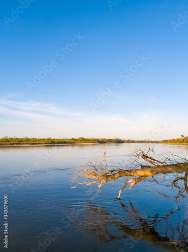 Falen tree over the surface of Vistula  Wis  a  river at sunset  vicinity of Warsaw  Poland