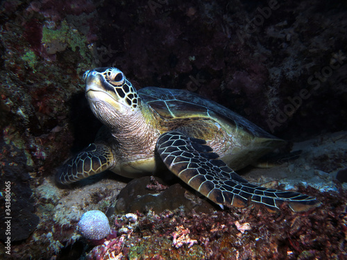 Green sea turtle Cebu Philippines