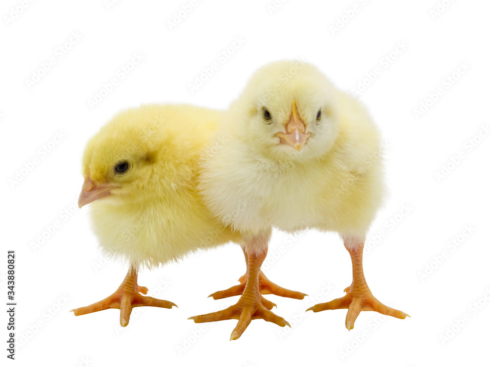 Isolated chick on white background