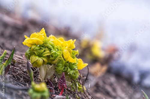 Yellow flowers of blooming globeflower or globe flower on background of white melting snow. Yellow flowers Trollius ranunculinus photo