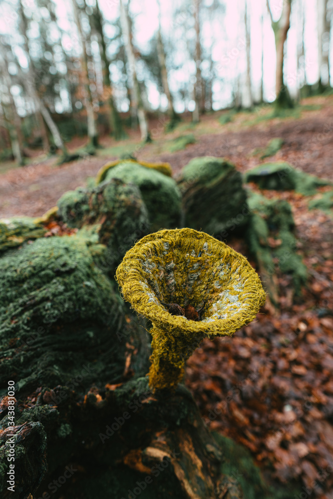 moss on a tree moss on a tree
