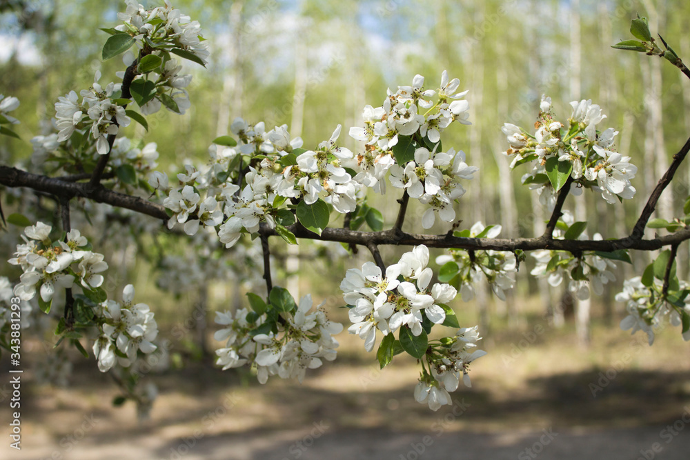 Fototapeta premium White flowering tree branch in the forest. Closeup.