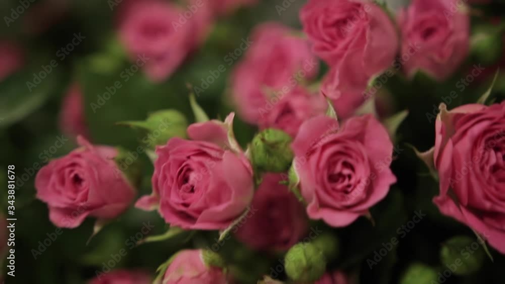 A large bouquet of bright pink roses with green buds and leaves, close-up. A large bouquet of bright pink roses with green buds and leaves, close-up.