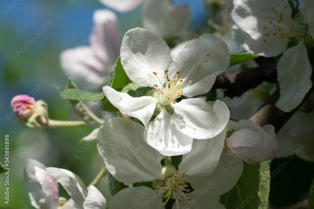 apple tree blossom apple tree blossom