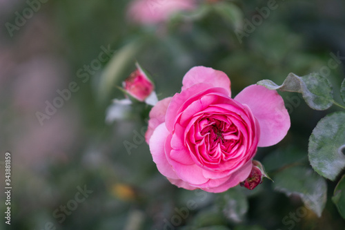 pink rose on a green background