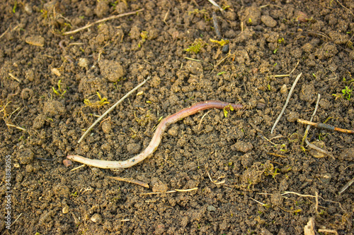 Red worm (Dendrobena, Dendrobena Veneta). Earthworm in poor soil. Californian red worm working compost pile. Closeup, selective focus