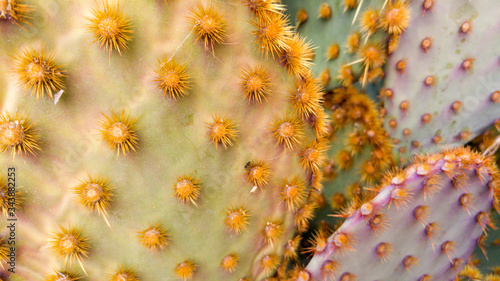 Cactus, exterior of Mission San Xavier Del Bac, Tucson, Arizona, USA