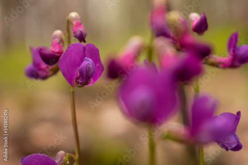 Spring-vetches hiding in the shadows of Vitosha mountain forests. Bright violet colors catch the eye among the greenery around them. 