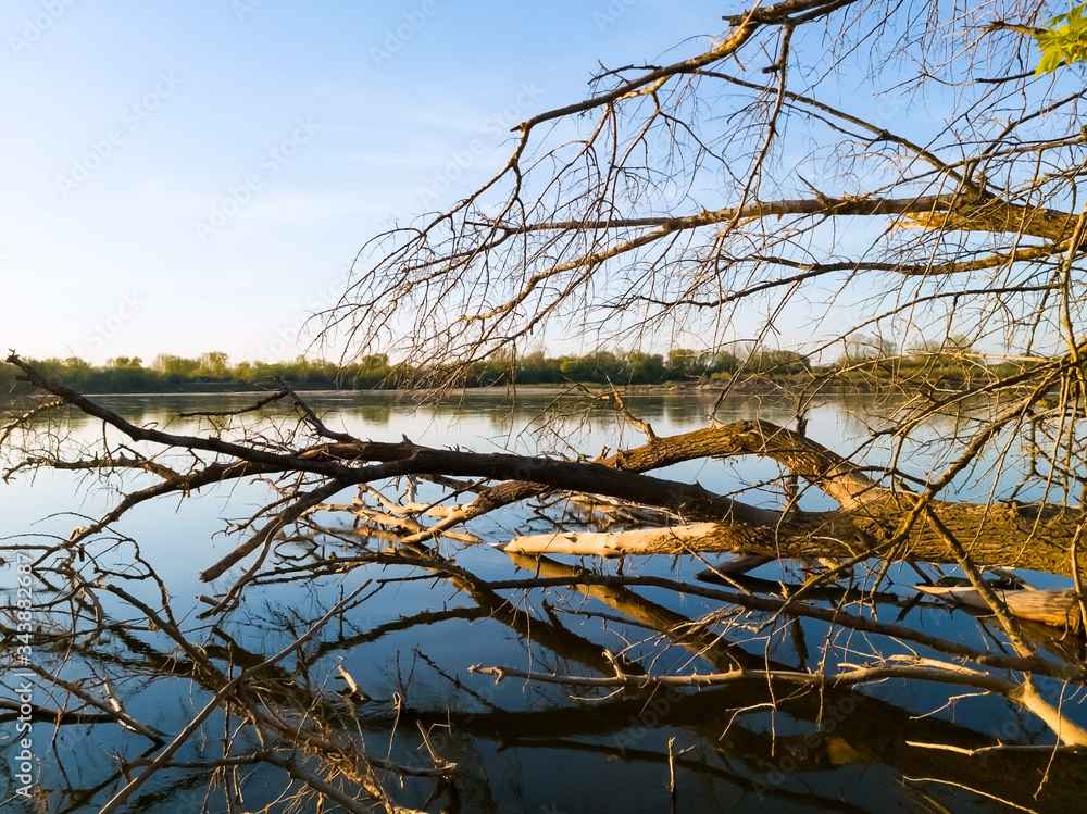 Falen tree in Vistula (Wisła) river at sunset, vicinity of Warsaw, Poland Falen tree in Vistula (Wisła) river at sunset, vicinity of Warsaw, Poland