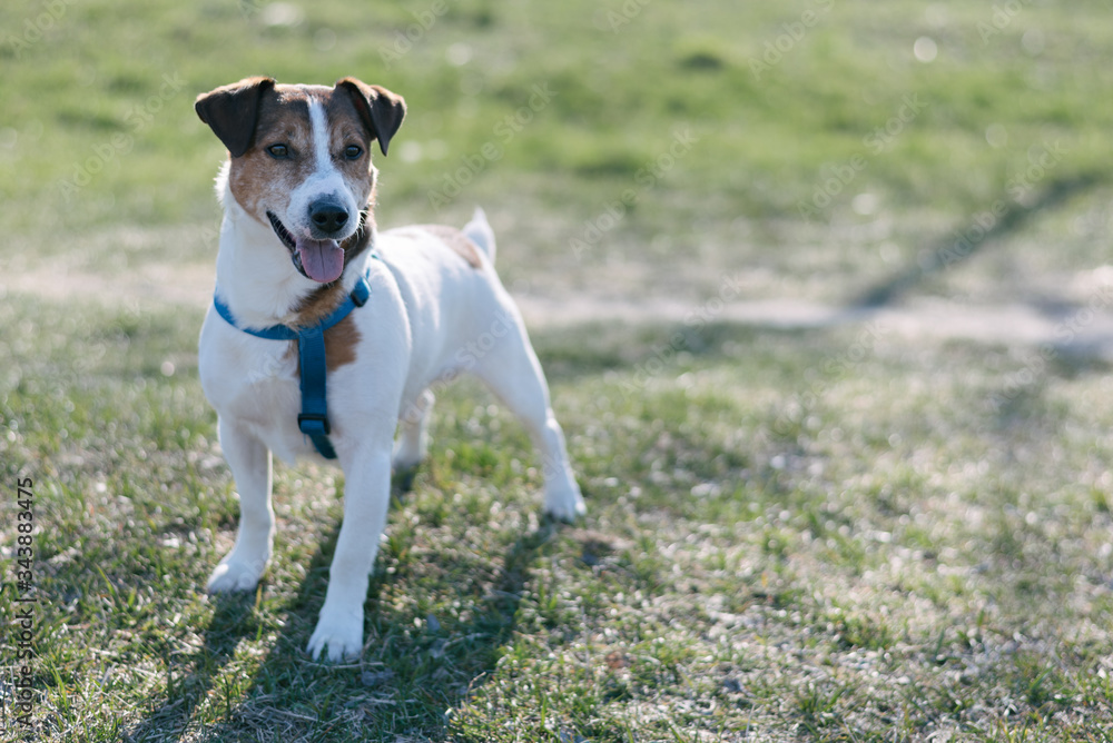 Jack Russell Terrier on a walk with open mouth and sticking out his tongue Jack Russell Terrier on a walk with open mouth and sticking out his tongue
