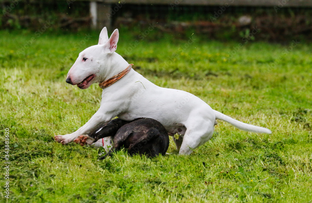 Two mini bull terriers playing in the grass Two mini bull terriers playing in the grass
