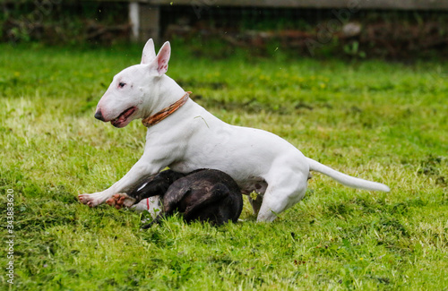 Two mini bull terriers playing in the grass