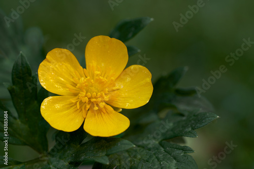 Wild flowering plant Ranunculus repens in the park. Known as Creeping buttercup or Creeping crowfoot. Yellow flower with green leaves on blurry background  nature concept.