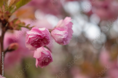 Japanese cherries blossom in full bloom for a few days in a city park in Sofia. Beautiful close up of the petals in all nuances of pink. 