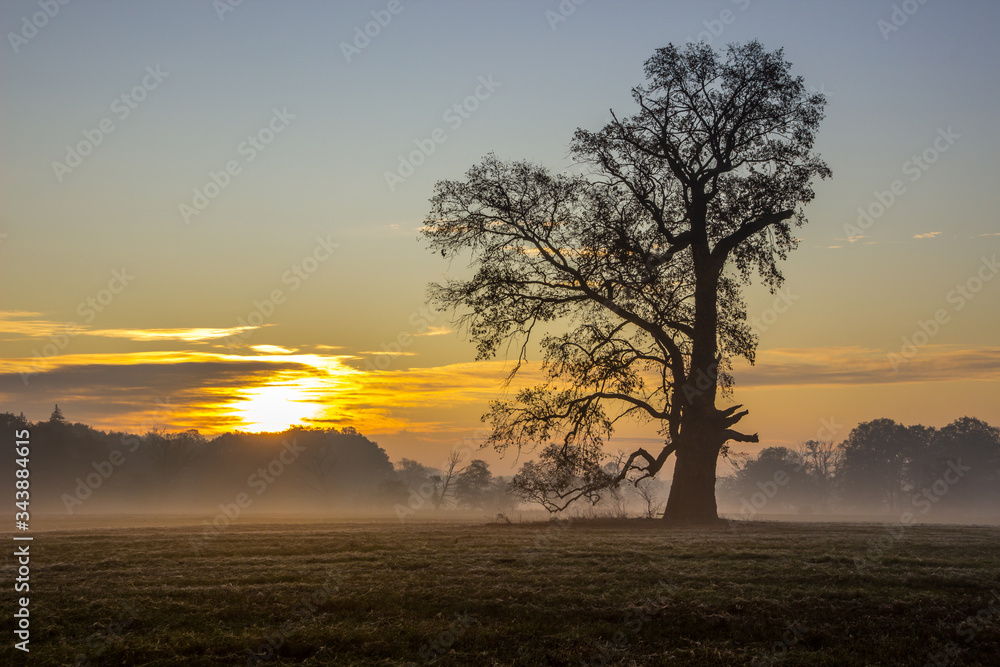 lonely oak on the field at sunset