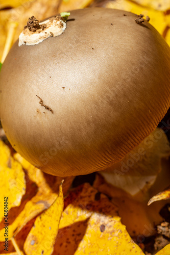 mushroom on cloak of leaves photo