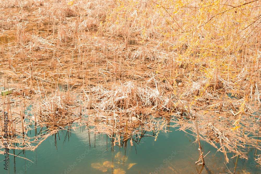 Old overgrown lake Old overgrown lake