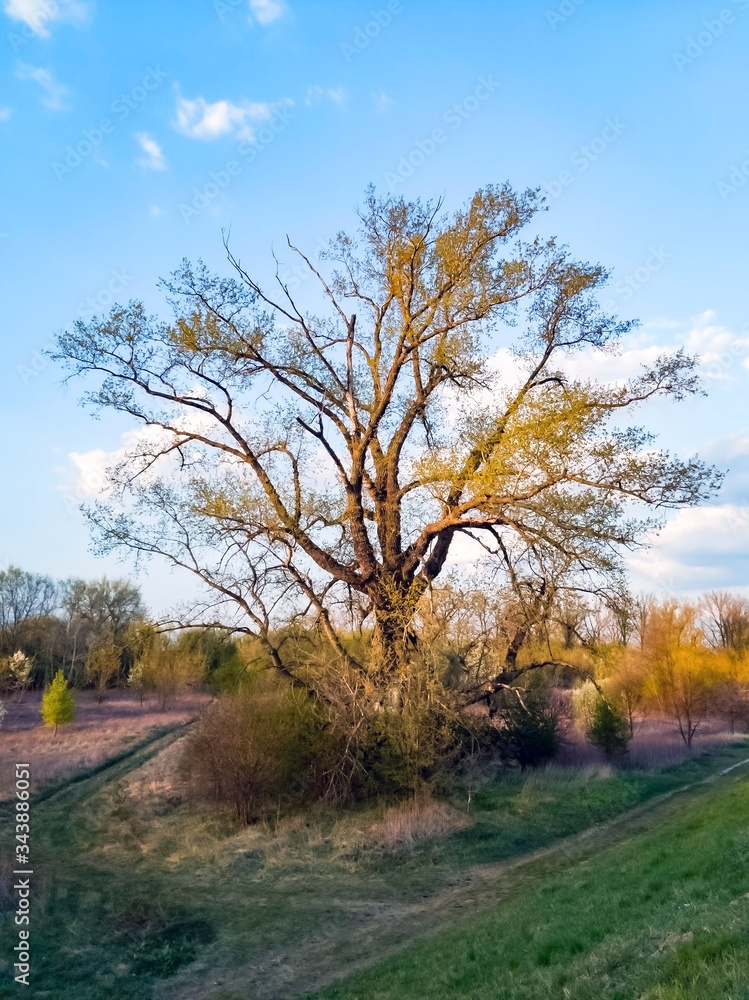 Black poplar (Populus nigra) tree nearby Vistula river, vicinity of Warsaw, Poland Black poplar (Populus nigra) tree nearby Vistula river, vicinity of Warsaw, Poland