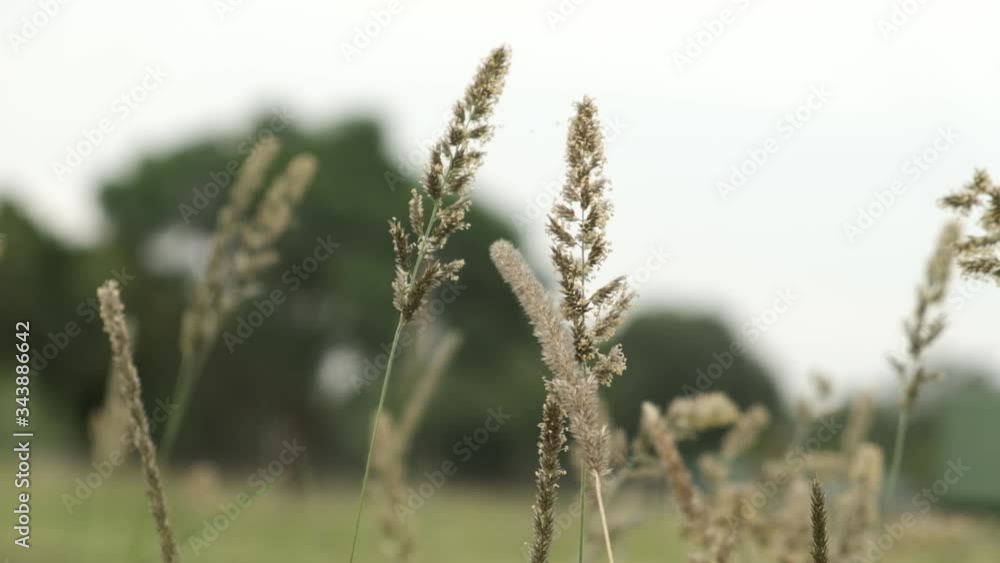 Close up of field grass blowing in the wind Close up of field grass blowing in the wind