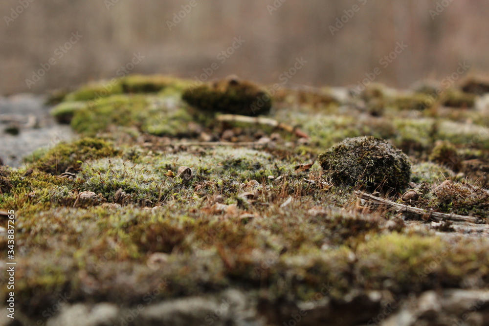 Beautiful green moss in the forest Beautiful green moss in the forest