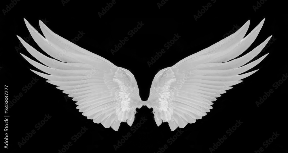 Fototapeta premium white wing isolated on black background.