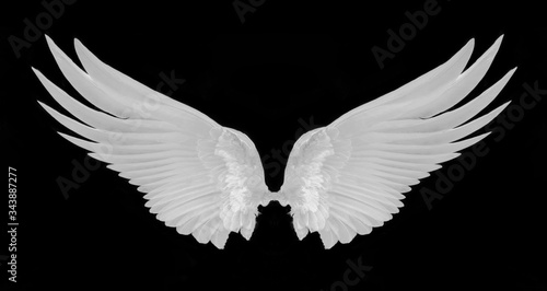 white wing isolated on black background.
