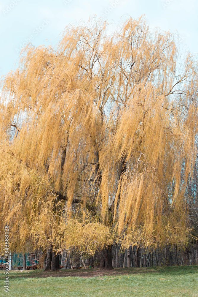 Just yellow willows
