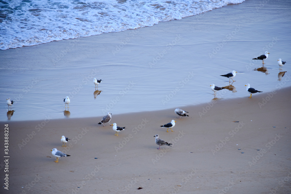 Fototapeta premium Birds rest peacefully between waves of the ocean and beach. Solo Backpacker Trekking on the Rota Vicentina and Fishermen's Trail in Algarve, Portugal. Walking between cliff, ocean, nature and beach.