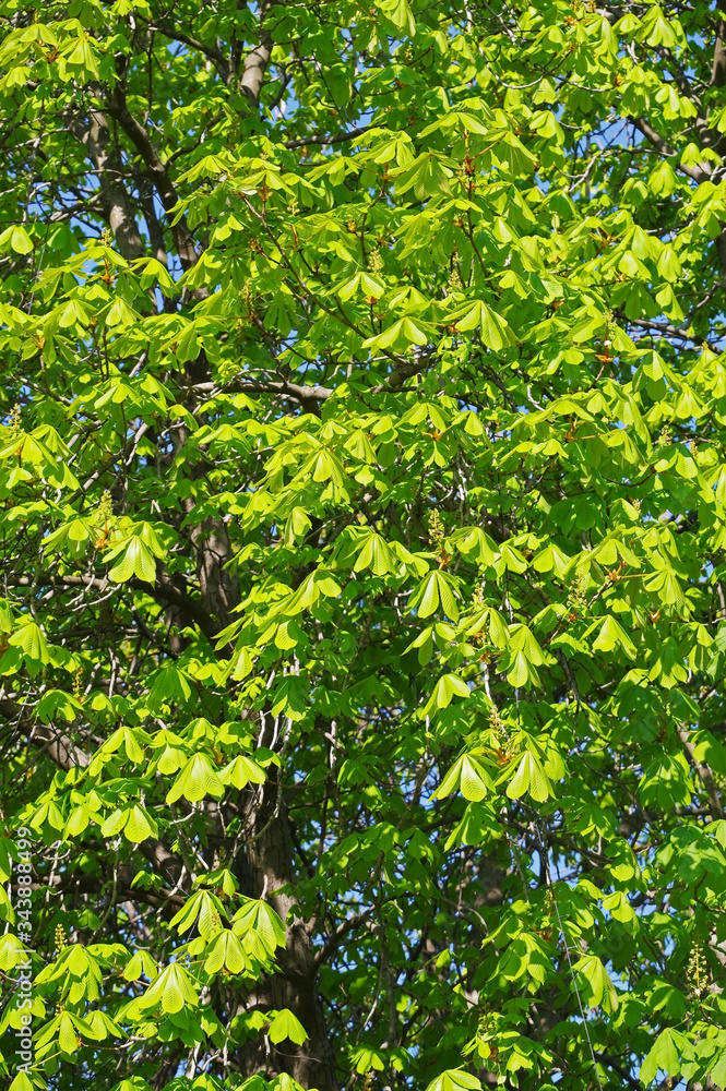 Fototapeta premium Young green leaves horse chestnut tree