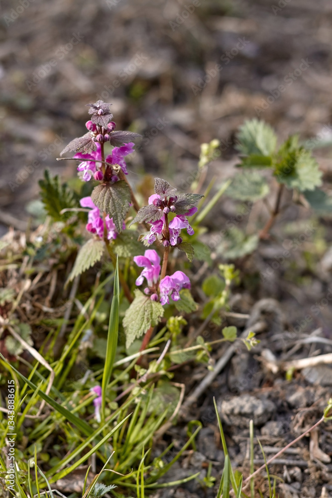 Blossoming flowers of lamium purpureum or red dead-nettle or purple dead-nettle or purple archangel Blossoming flowers of lamium purpureum or red dead-nettle or purple dead-nettle or purple archangel