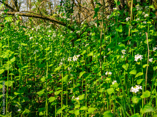 Fotografie Garlic mustard(Alliaria petiolata) densely growing and flowering in spring under