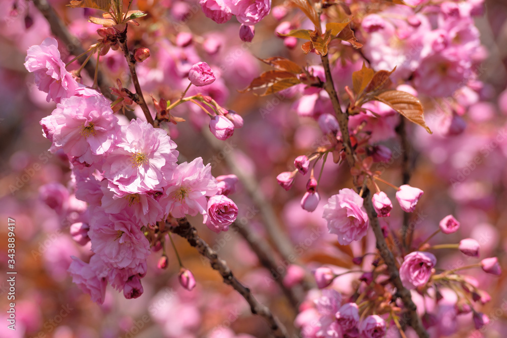 Blooming sakura background