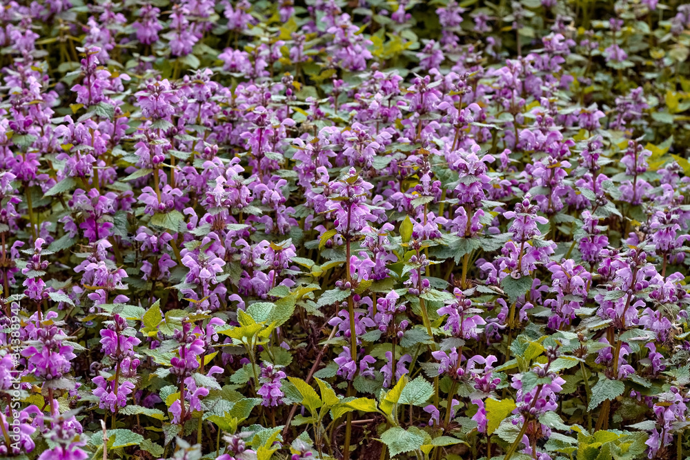 Blossoming flowers of lamium purpureum or red dead-nettle or purple dead-nettle or purple archangel Blossoming flowers of lamium purpureum or red dead-nettle or purple dead-nettle or purple archangel