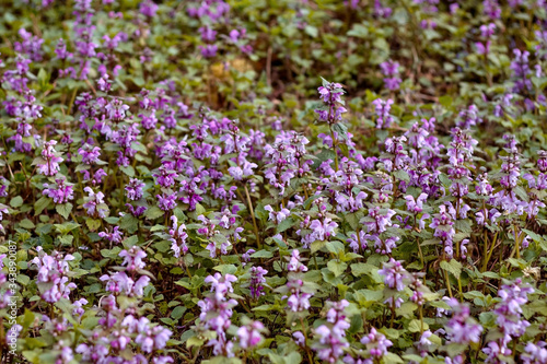 Blossoming flowers of lamium purpureum or red dead-nettle or purple dead-nettle or purple archangel