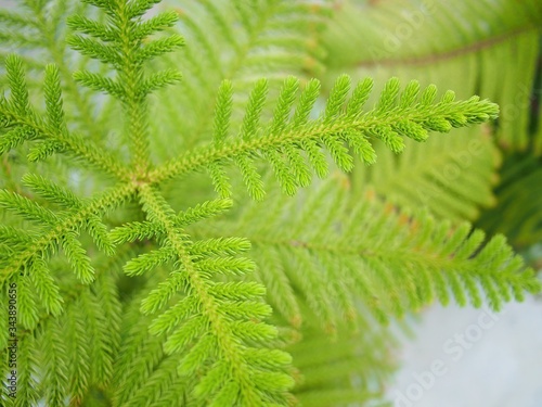 Norfolk island pine in the clay pot