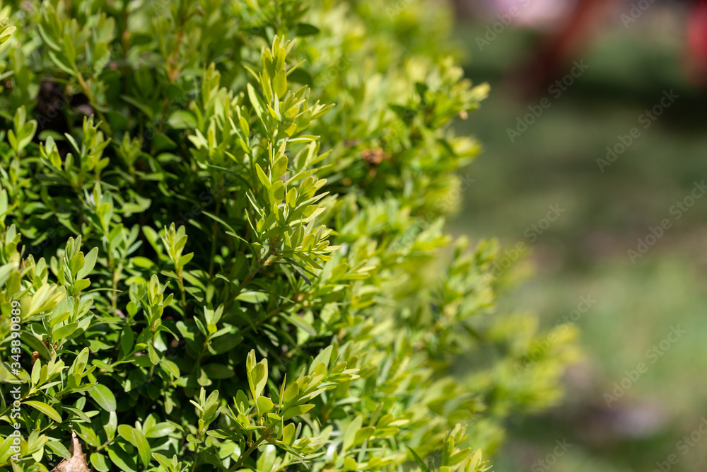 Young shoots of boxwood Young shoots of boxwood