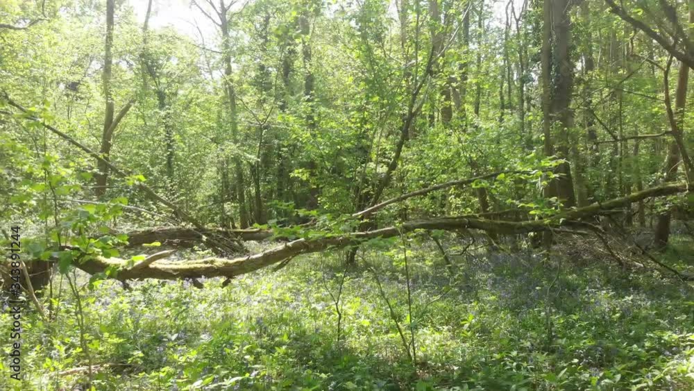 forest in spring with bluebells forest in spring with bluebells