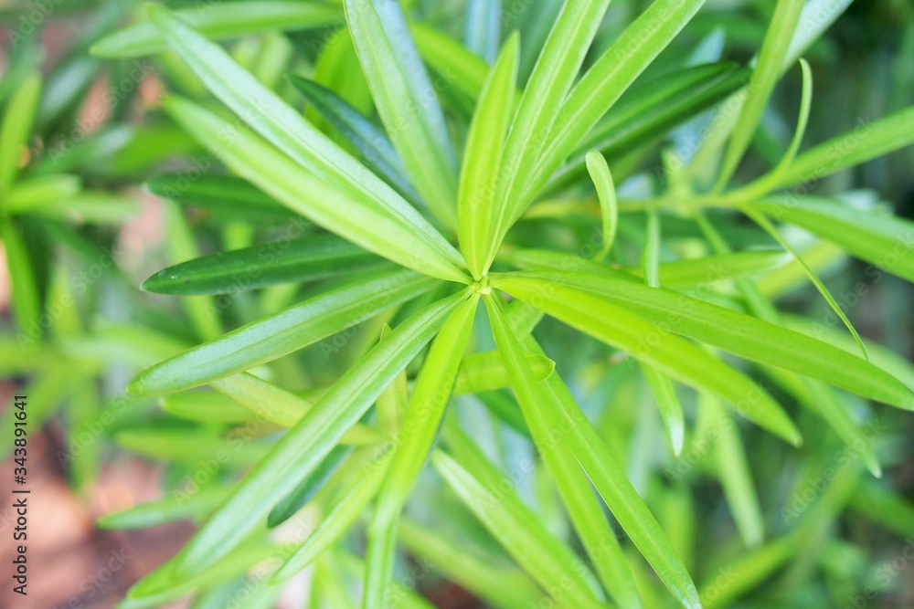 Podocarpus polystachyus Podocarpus polystachyus