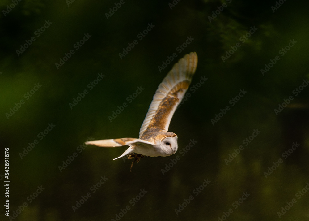 Fototapeta premium Barn Owl In Flight
