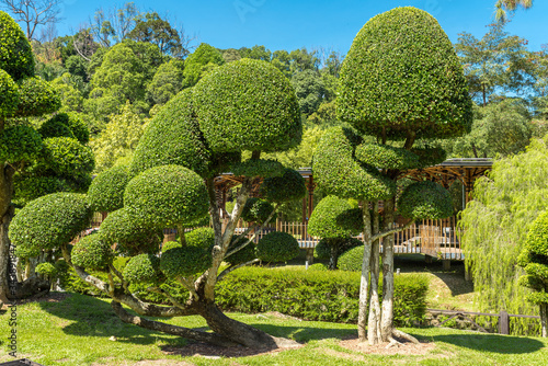 Photography Topiary box trees in the botanical garden of Kuala Lumpur